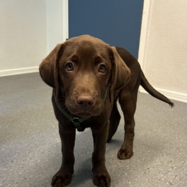Herman, 11 uger, labrador retriever, Rønne